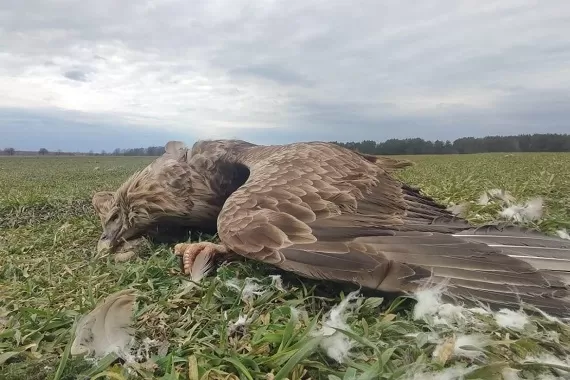 Martwe dzikie zwierzęta w Celinowie - Zdjęcie główne