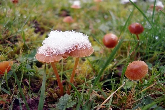 Pierwszy śnieg tej jesieni? Prognoza na tydzień 11 - 17 listopada - Zdjęcie główne