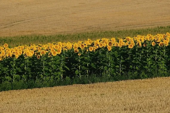 Prognoza pogody na tydzień (29.07 - 04.08.2024 r.) - Zdjęcie główne