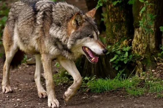 Wilki pojawiły się w okolicy domów - Zdjęcie główne