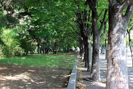 Miasto Lublin posadzi nowe drzewa w każdej dzielnicy. To jeden z projektów Budżetu Obywatelskiego - Zdjęcie główne