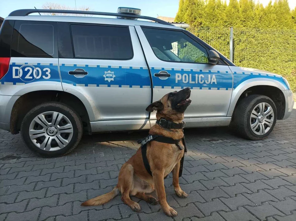 Powiat lubelski: Policyjny pies wywęszył narkotyki. Zatrzymano 36-latka - Zdjęcie główne
