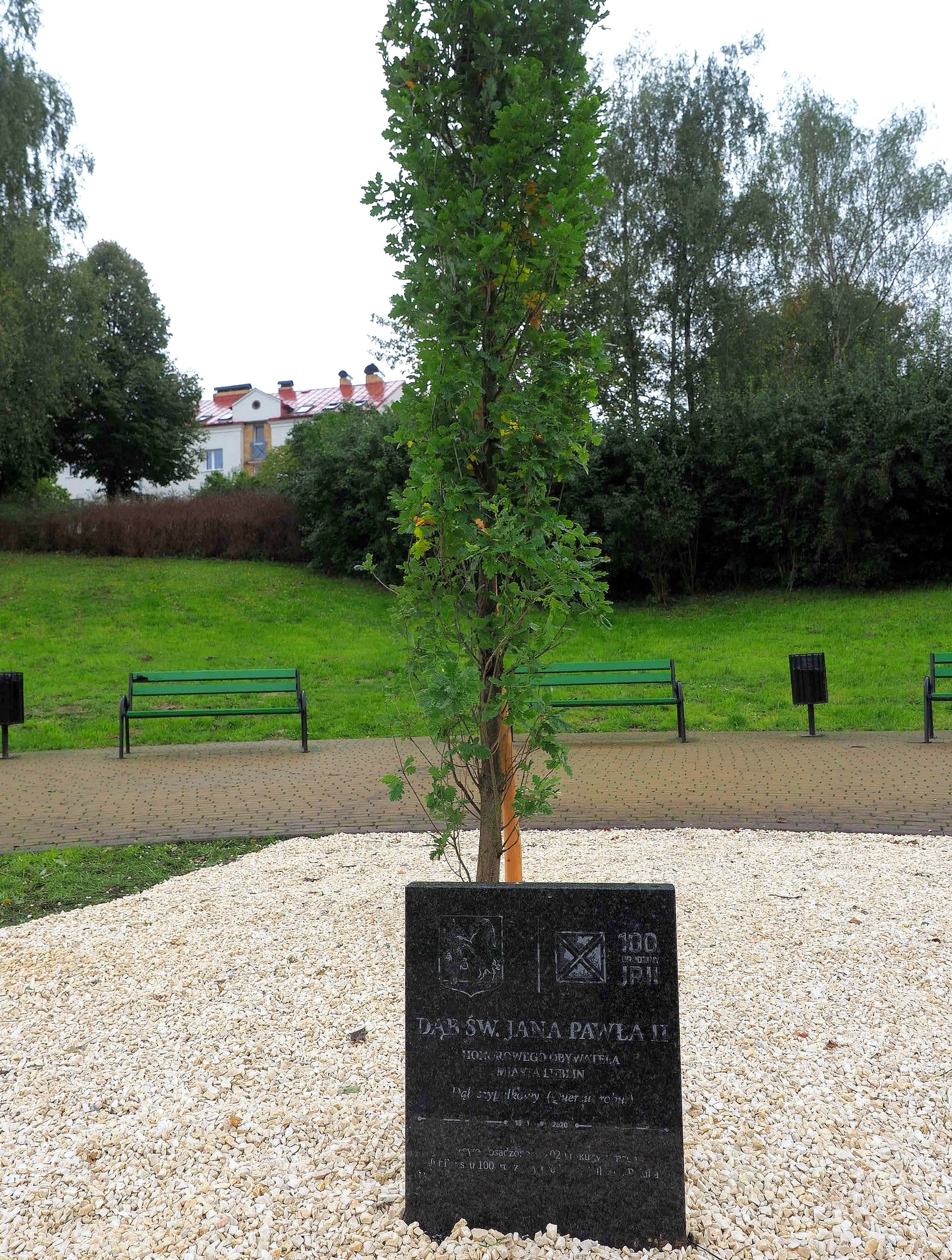 W parku na lubelskich Czubach posadzono Dąb Jana Pawła II - Zdjęcie główne