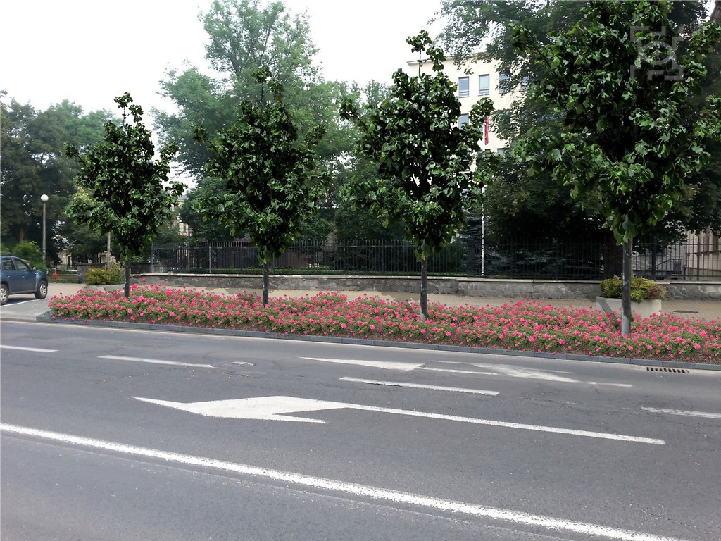 Miejsca parkingowe zostaną przeprojektowane – więcej zieleni w centrum Lublina - Zdjęcie główne