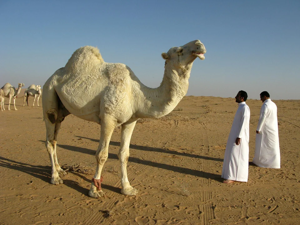 Arabia Saudyjska,  brak możliwości turystycznego wjazdu do Arabii Saudyjskiej osób nie zaszczepionych,