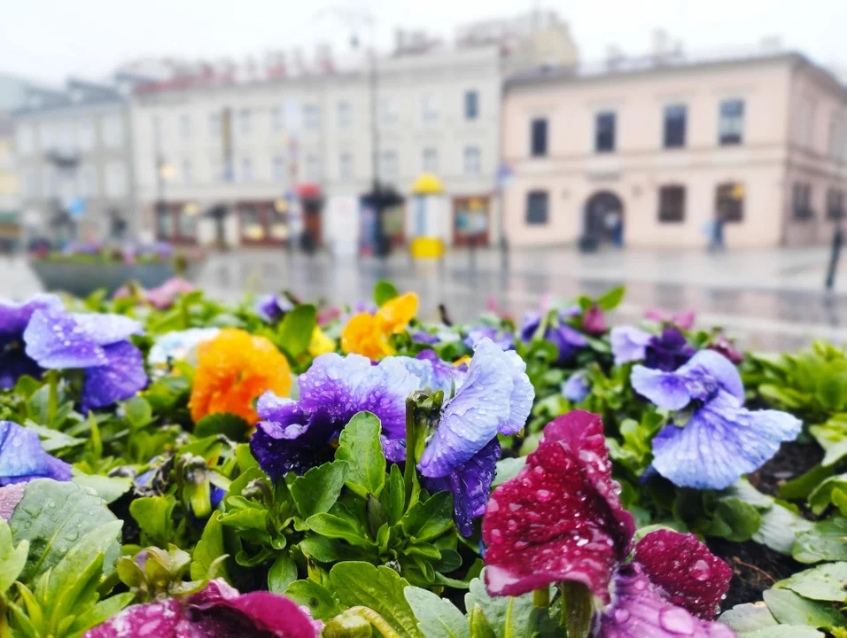 Lublin: Nowe kwiaty pojawią w się w centrum. Rusza też akcja "Daj drugie życie bratkom" - Zdjęcie główne