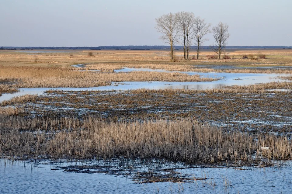 Lubelskie: Prognoza pogody na tydzień: 29.01 - 04.02.2024 r. - Zdjęcie główne