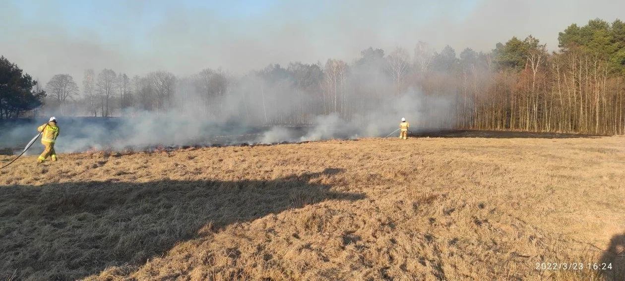 Powiat parczewski: Duży pożar w pobliżu Komarówki. Spłonęło kilka hektarów łąk i lasu - Zdjęcie główne
