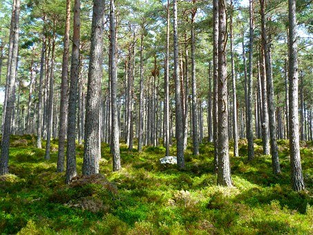 Wycinka w lubelskich lasach. Radni zdecydują co dalej - Zdjęcie główne