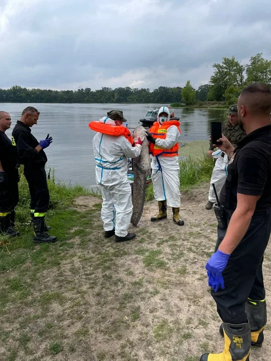 Osoby, które pracują przy wyciąganiu ryb z rzeki muszą na siebie uważać. Niezbędne są zabezpieczenia