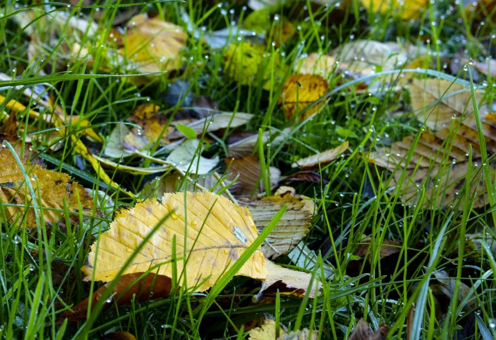 Siedlce: Temperatura spadnie, będzie padać. Prognoza na weekend (23 - 24.09.2023r) - Zdjęcie główne