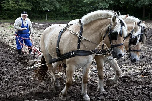 Rolnictwo: Stawki dopłat  w 2022r. będą wyższe. Zobacz o ile - Zdjęcie główne