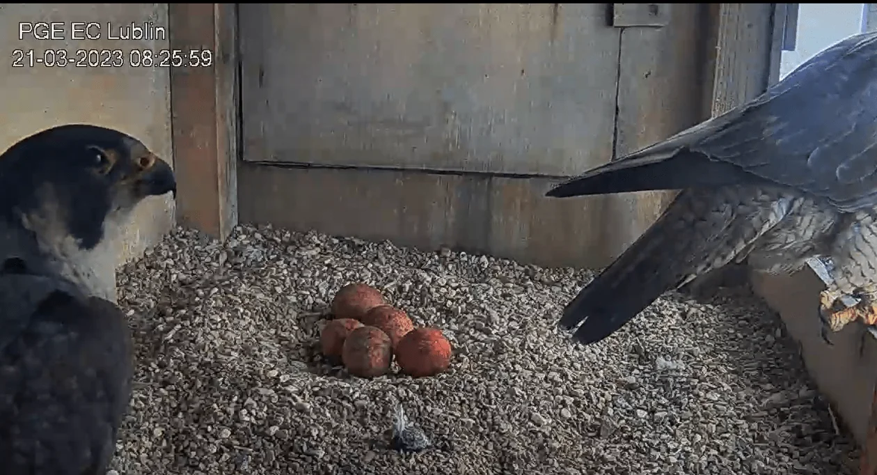 Lubelskie sokoły z Wrotkowa mają już pięć jaj - Zdjęcie główne