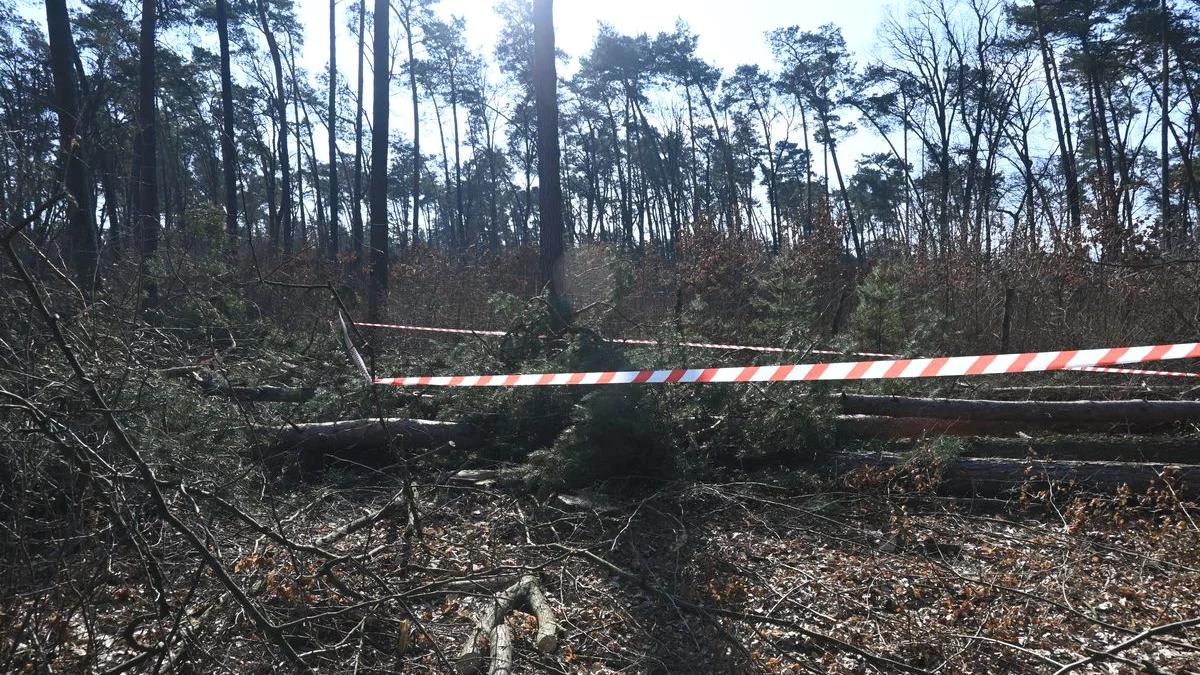 Lubelskie: Potworny wypadek przy wycince. 51-latek zginął na miejscu - Zdjęcie główne