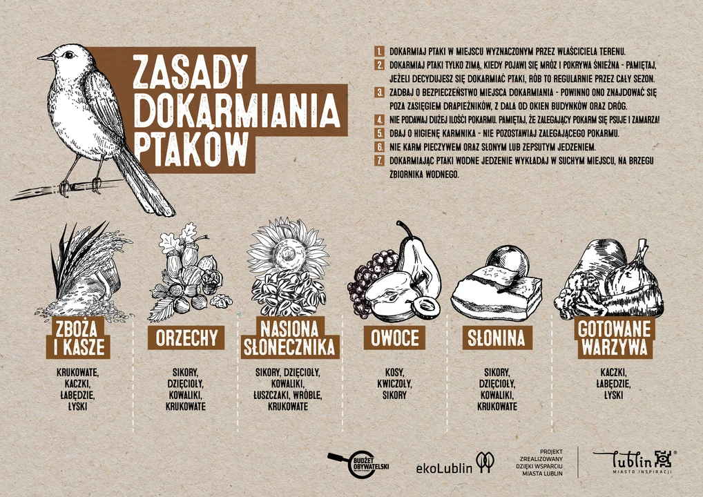 Lublin: Przez zimę ptaki potrzebują pomocy. Można je dokarmiać - Zdjęcie główne