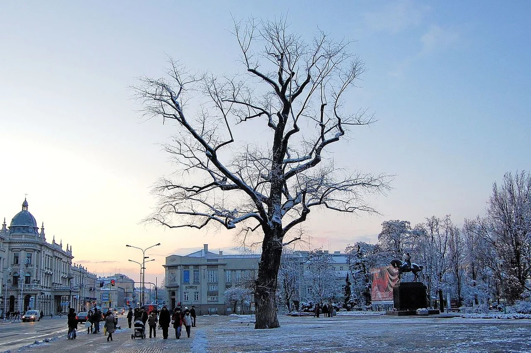 Lublin: Co stanie się z wyciętym "Baobabem" z centrum miasta? - Zdjęcie główne