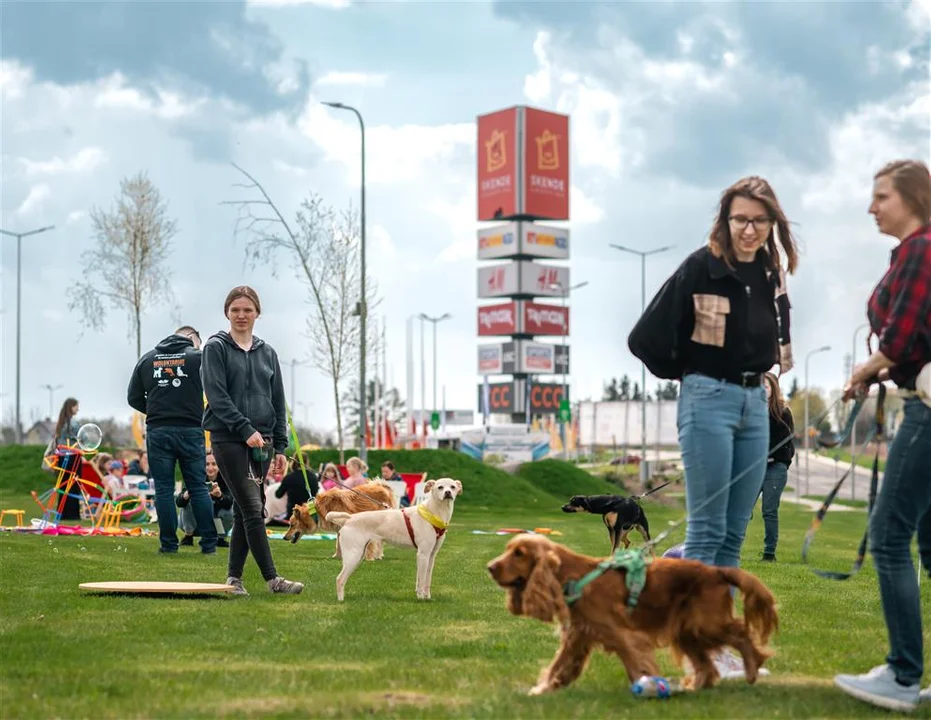 Lublin: Ruszają bezpłatne zajęcia dla psów i ich właścicieli - Zdjęcie główne