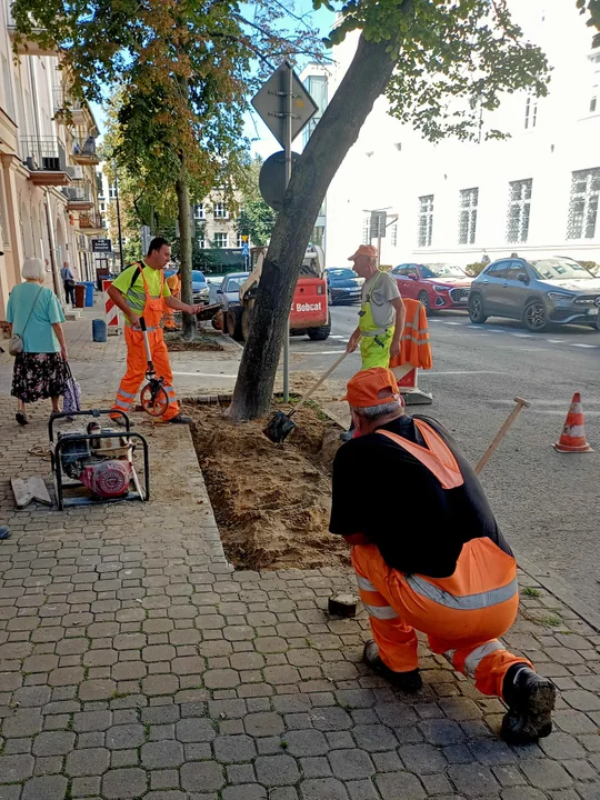 Lublin: W centrum będzie więcej drzew. Prace już ruszyły - Zdjęcie główne