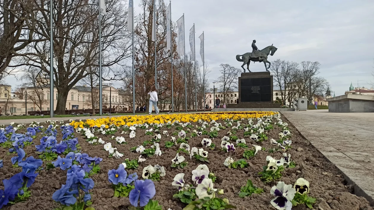 Lublin: W centrum robi się kolorowo. Trwa sadzenie kwiatów - Zdjęcie główne