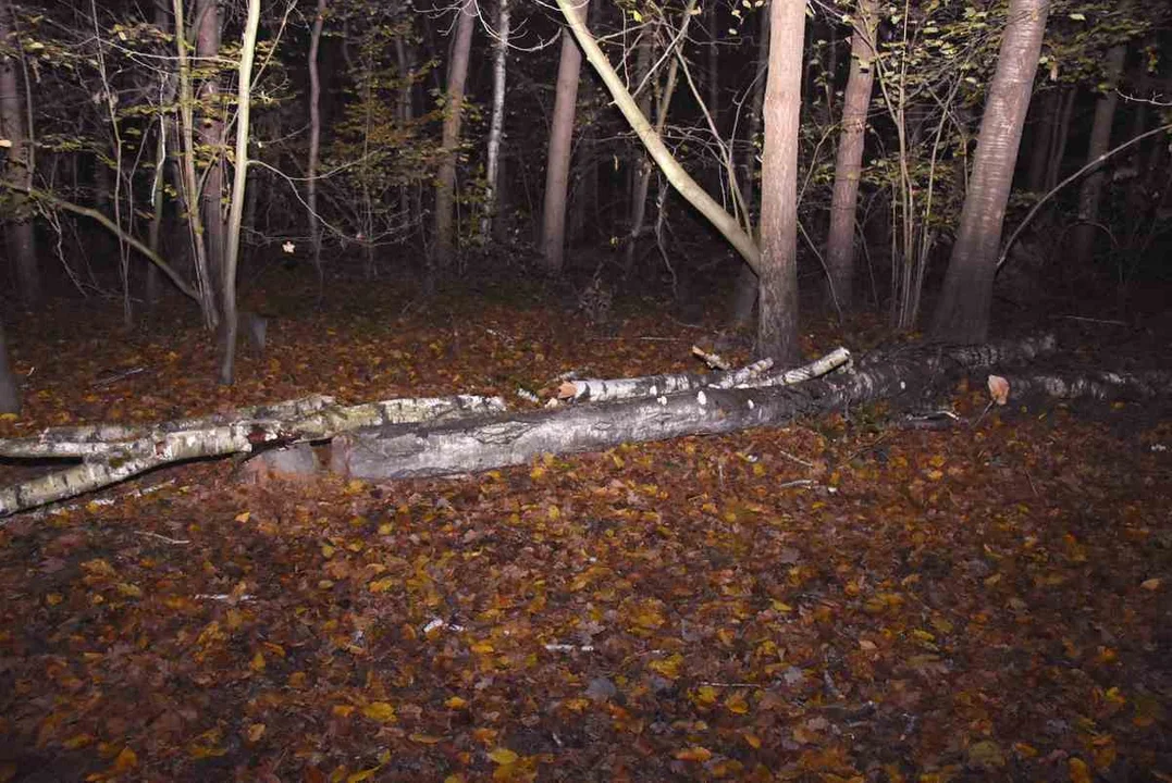 Województwo lubelskie: W trakcie wycinki drzewa, spadła na niego gałąź - Zdjęcie główne