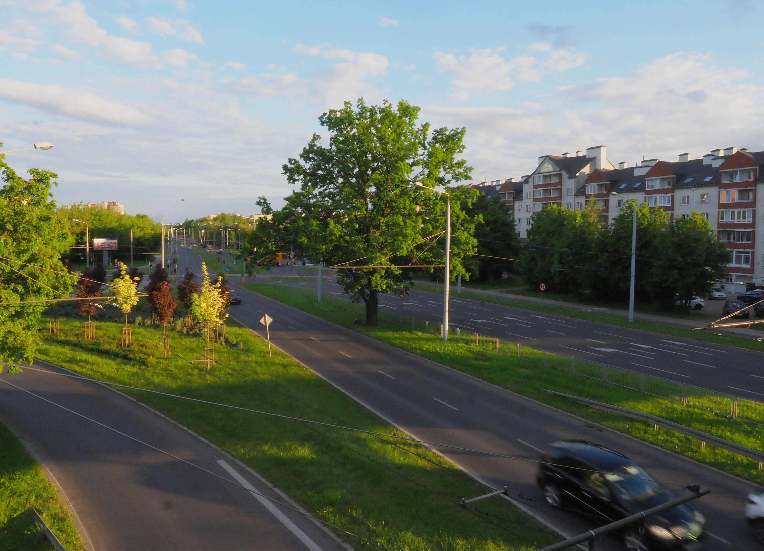 Lublin: trwa głosowanie w konkursie "Drzewo Roku 2021". Miasto reprezentuje dąb - Zdjęcie główne