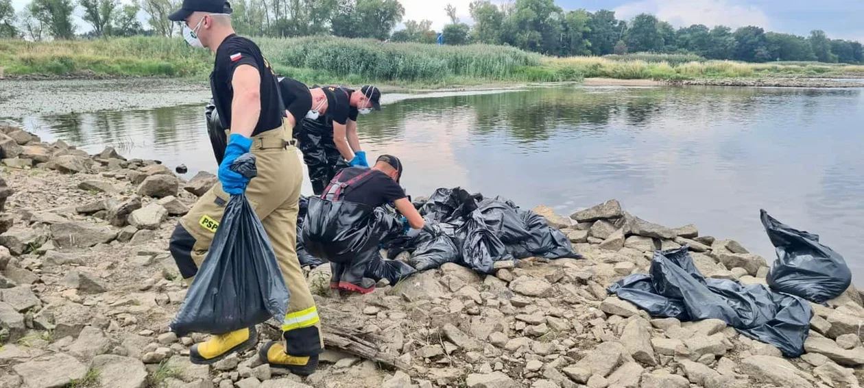 Strażacy wyciągnęli z Odry już 100 ton martwych ryb