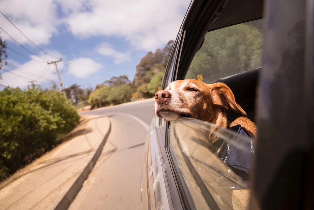 Jak podróżować z psem samochodem - porady dla właścicieli czworonogów - Zdjęcie główne