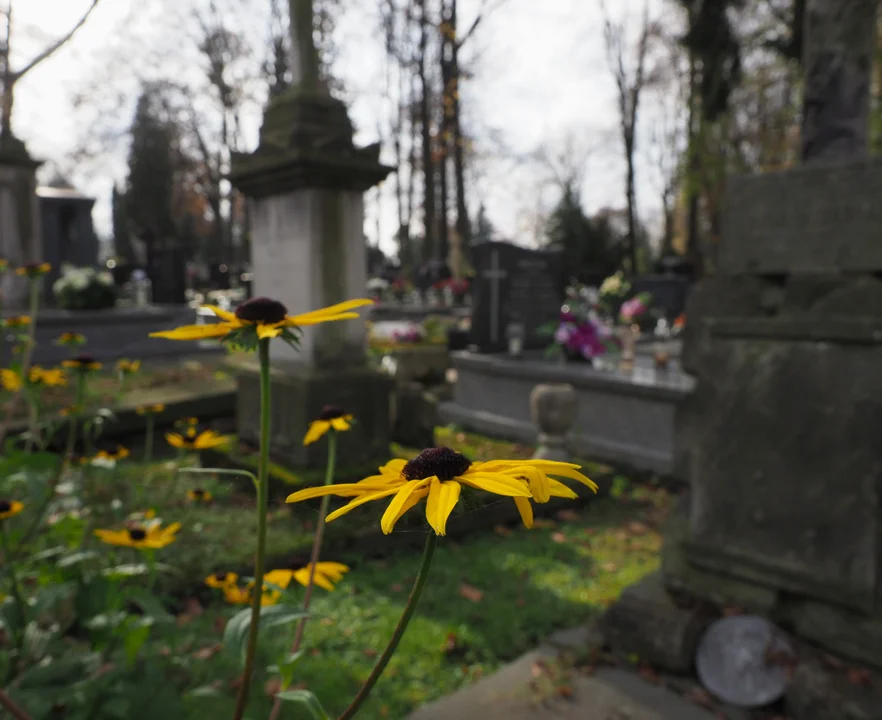 Lublin: Przez wyszukiwarkę szybciej znajdziemy groby bliskich. Działa na dwóch cmentarzach - Zdjęcie główne