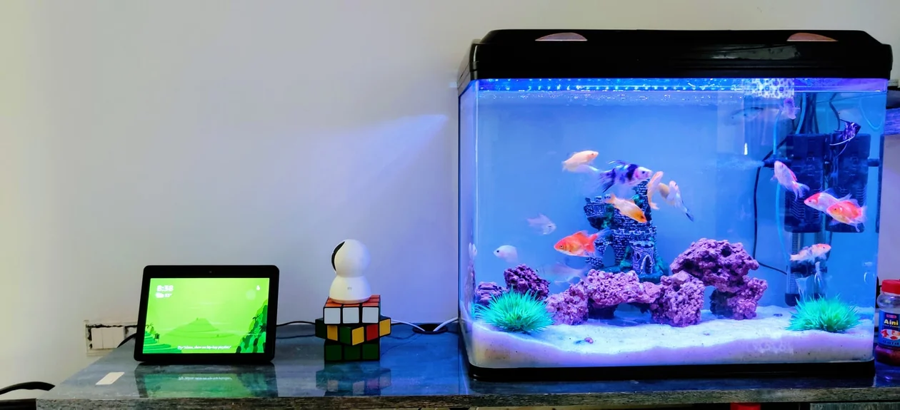 Rodzaje oświetlenia akwarium - Zdjęcie główne