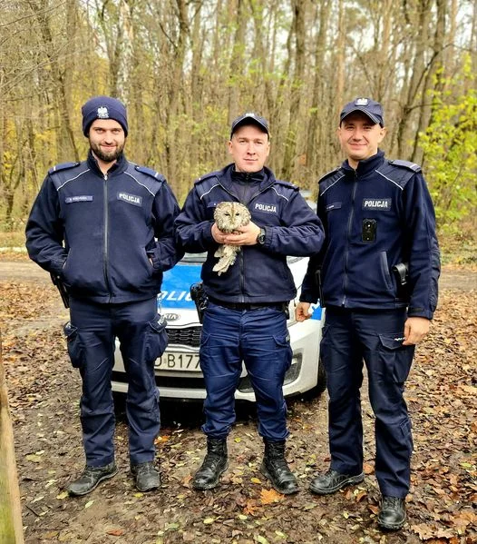 Powiat lubelski: Policjanci uratowali rannego puszczyka - Zdjęcie główne