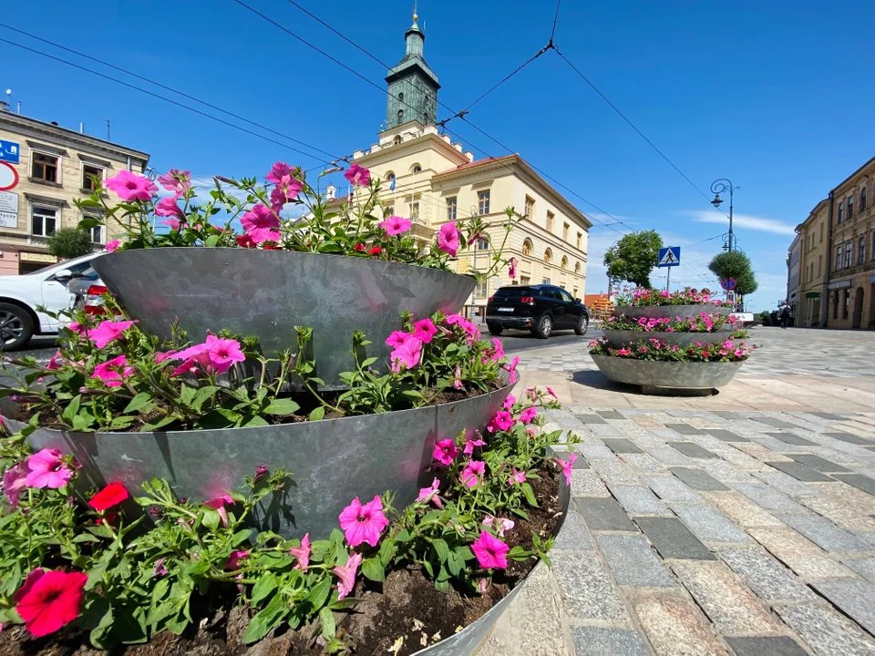 Lublin: Nowe kwiaty i rośliny w centrum. Zakwitnie też nowa łąka kwietna - Zdjęcie główne