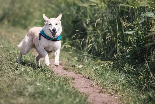 Lublin: Będą nowe wybiegi dla psów? To propozycja radnego - Zdjęcie główne
