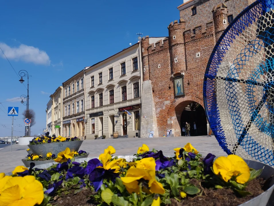 Lublin: Miasto sadzi kolorowe kwiatki na wiosnę. Pojawiają się w centrum i parkach - Zdjęcie główne