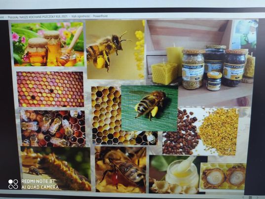 Konferencja naukowa "Pszczoła w mieście" na KUL - Zdjęcie główne