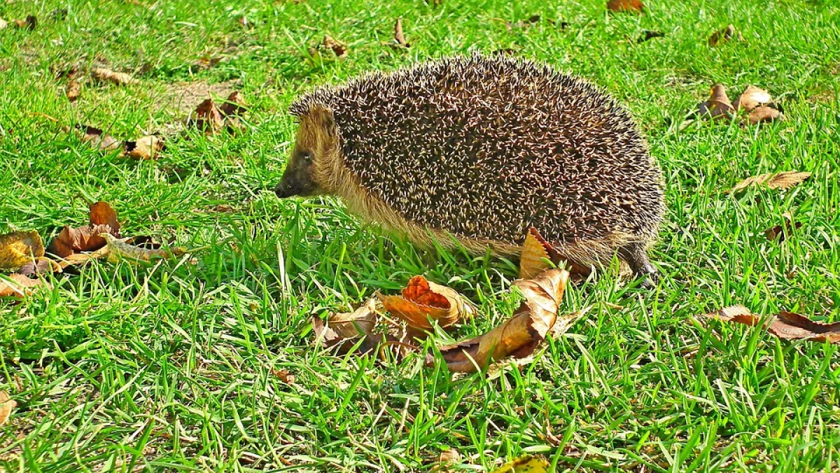 Lubelskie: Prognoza pogody na weekend (12 - 13.10.2024 r.) - Zdjęcie główne