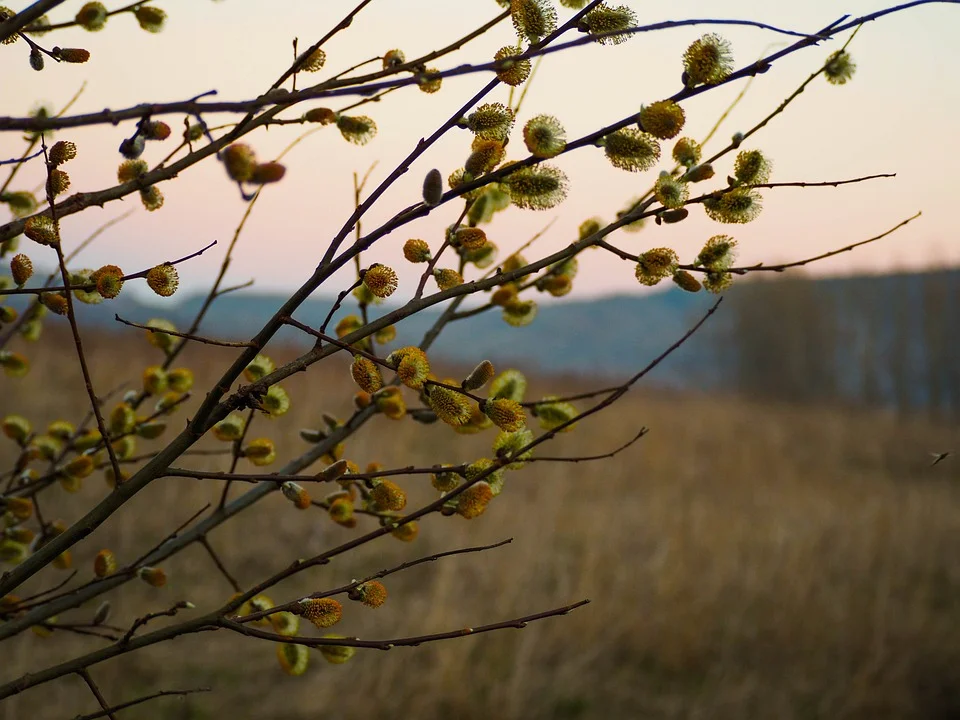 Lubelskie: Prognoza pogody na tydzień 26.02-03.03.2024 r. - Zdjęcie główne