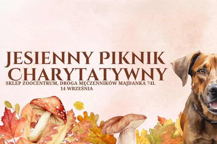 Piknik charytatywny. Pokazy, konkursy, wsparcie - Zdjęcie główne