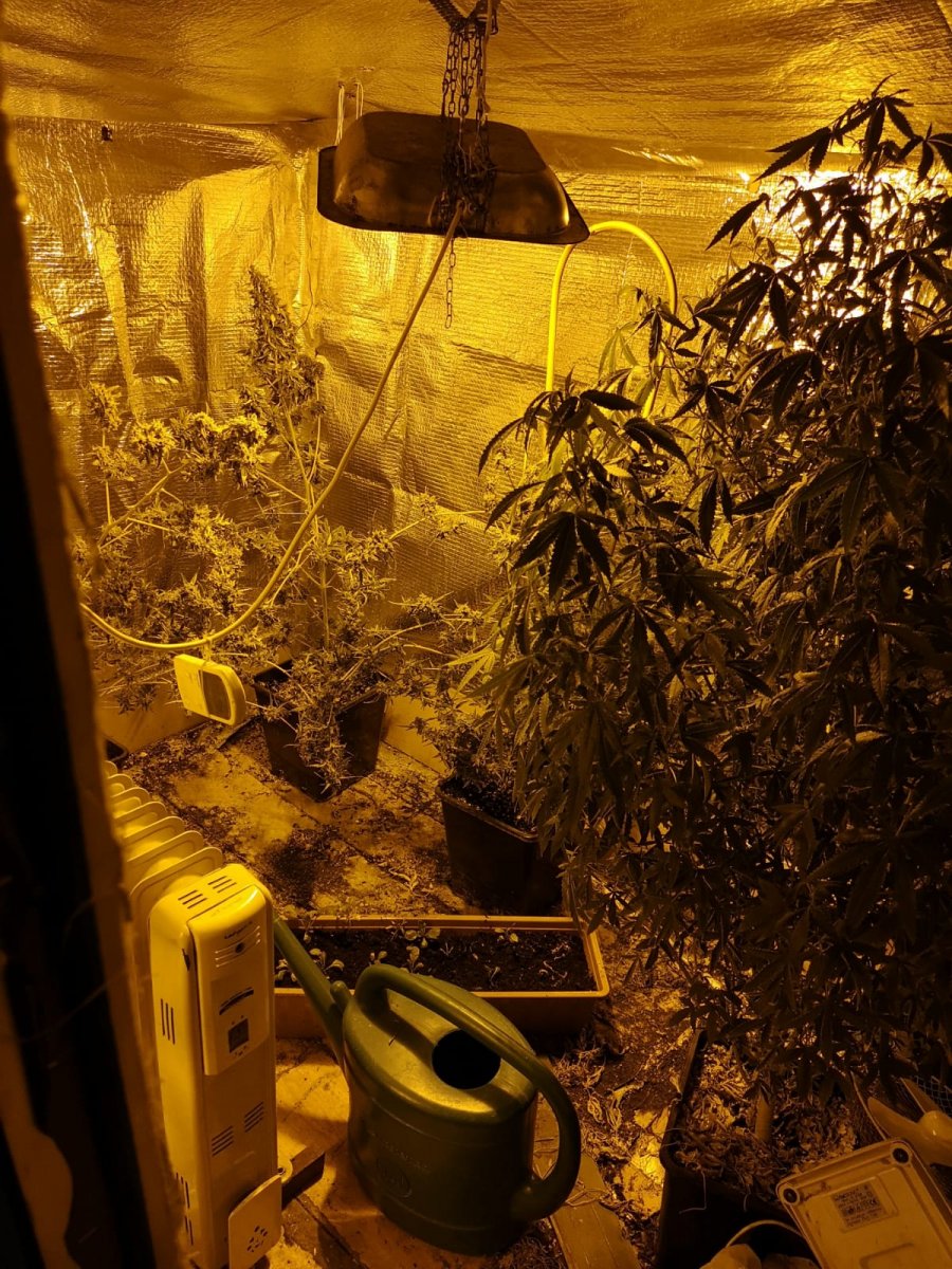 35-letnia lublinianka na strychu w namiocie uprawiała konopie - Zdjęcie główne