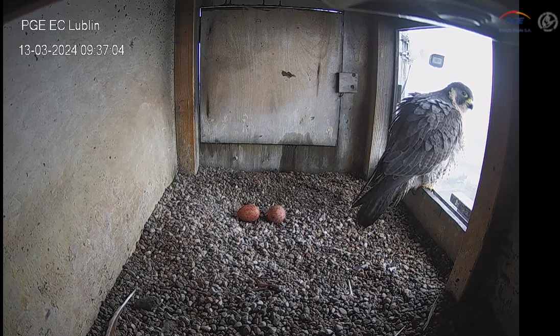 Lublin: Sokoły z Wrotkowa mają już dwa jaja. Ptasią rodzinę można śledzić w internecie - Zdjęcie główne