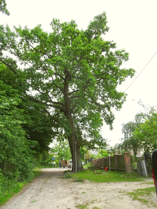 Lublin: Pomniki przyrody przechodzą prace pielęgnacyjne - Zdjęcie główne