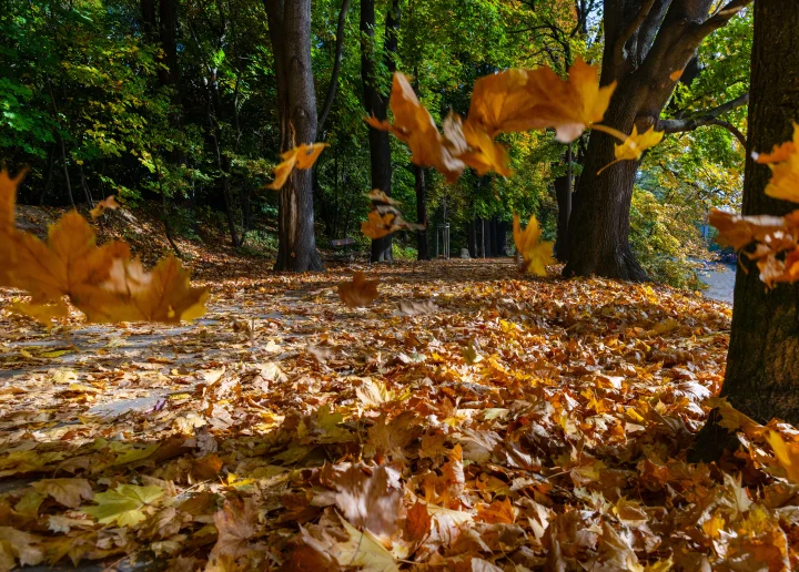 Lubelskie: Jak mocno powieje? Prognoza pogody na weekend( 04 - 05.11.2023r) - Zdjęcie główne