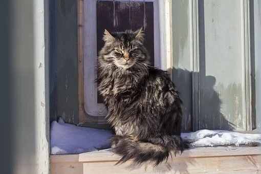 Miasto apeluje o pomoc kotom w zimie w Lublinie. Wystarczy uchylone okienko w piwnicy - Zdjęcie główne