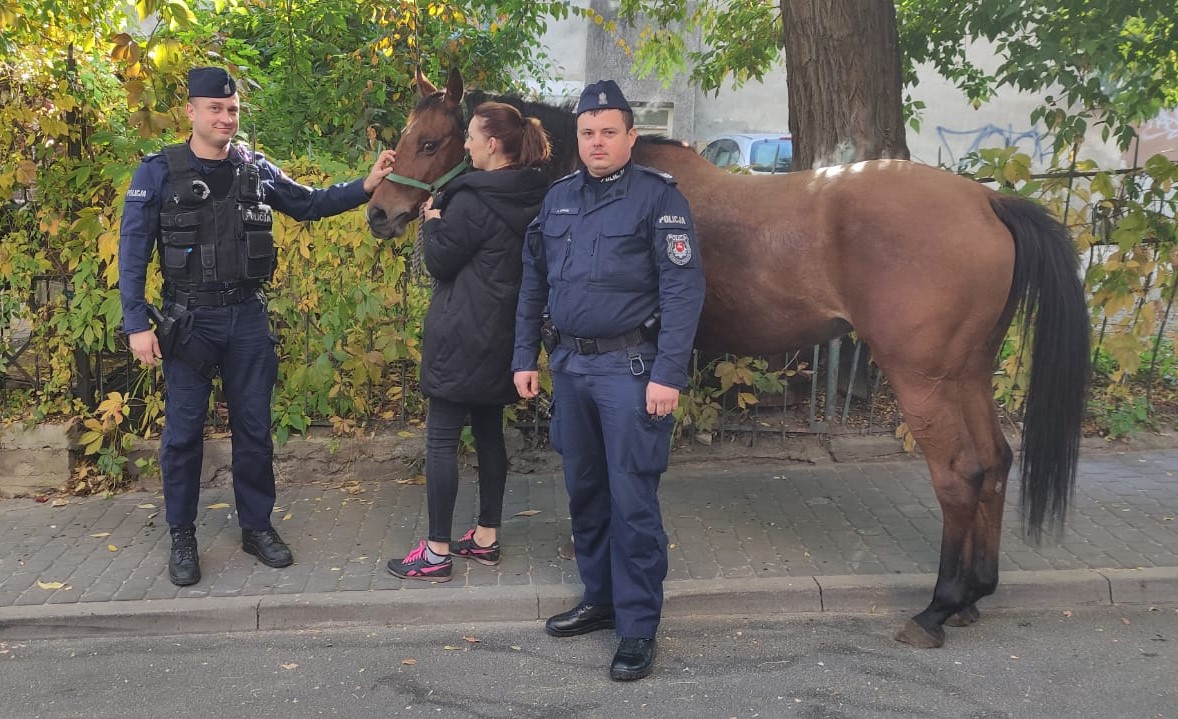 Lublin: Przez centrum miasta galopował koń. Schwytała go policja - Zdjęcie główne