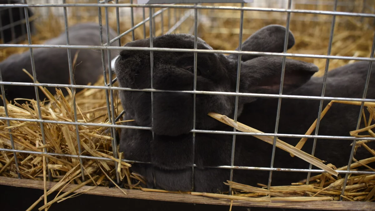 ZOO Park w Targach Lublin. Tłumy mieszkańców podziwiają zwierzęta [WIDEO] - Zdjęcie główne