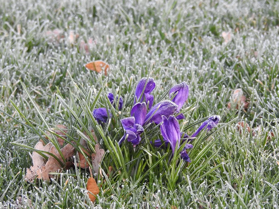 Siedlce: Nadciąga duże ochłodzenie. Będą przymrozki. Prognoza na tydzień (24 - 30.04.2023r) - Zdjęcie główne