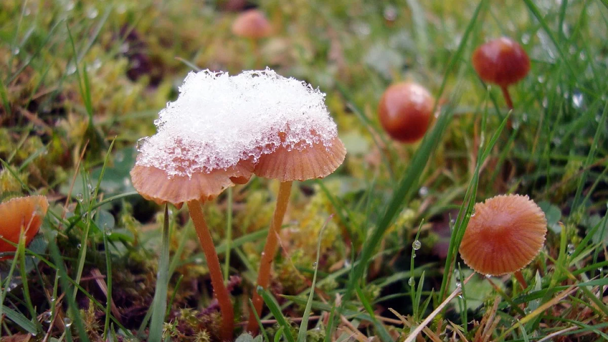 Lubelskie: Pierwszy śnieg tej jesieni? Prognoza na tydzień 11 - 17 listopada - Zdjęcie główne