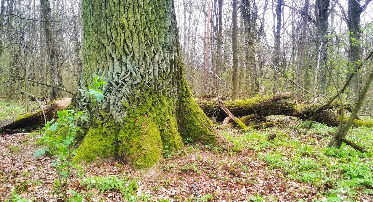 Lublin: Część Starego Gaju rezerwatem przyrody? Ekolodzy złożyli petycję - Zdjęcie główne