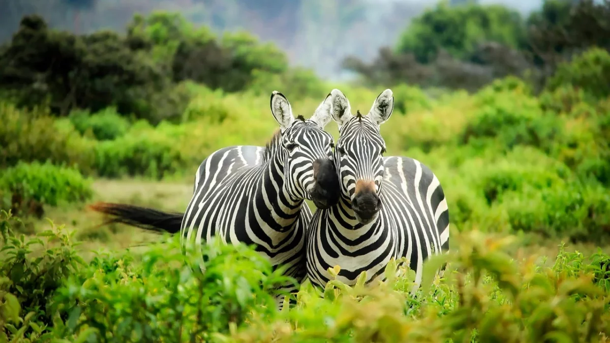 ZOO w Zamościu dało zagadkę. Policzcie, ile zebr jest na zdjęciu? [ZDJĘCIA] - Zdjęcie główne