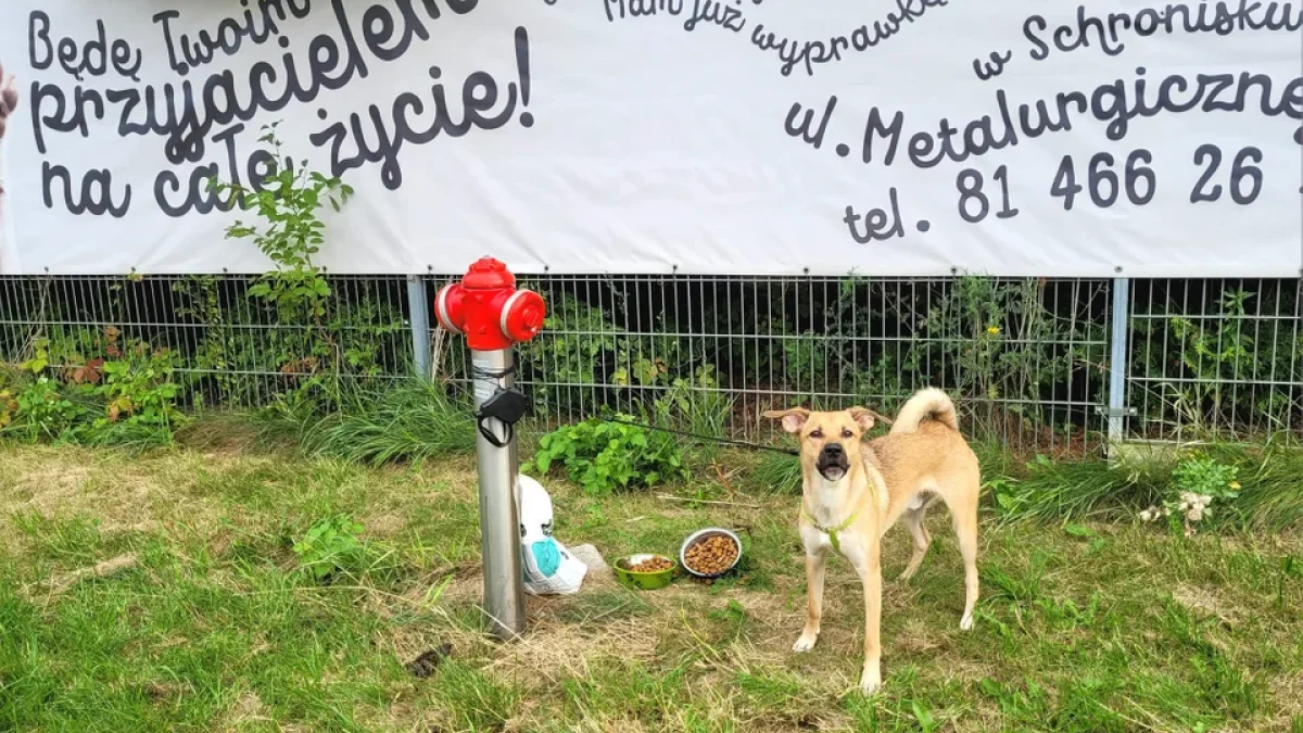 Ktoś porzucił psa pod płotem schroniska. „Dobry pan” zostawił mu jedzenie - Zdjęcie główne