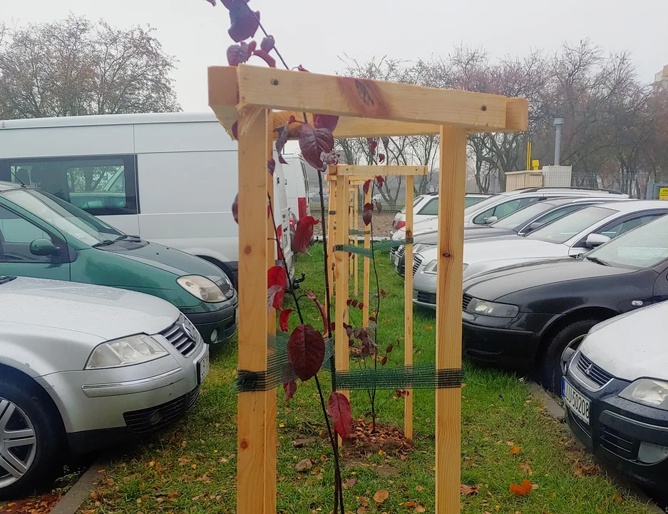 Tysiące nowych roślin w Łukowie - Zdjęcie główne